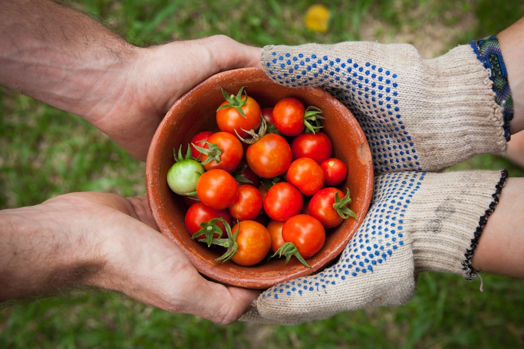 A farmer hands freshly harvested August tomatoes to a chef preparing the day's farm-to-table menu in New York City.