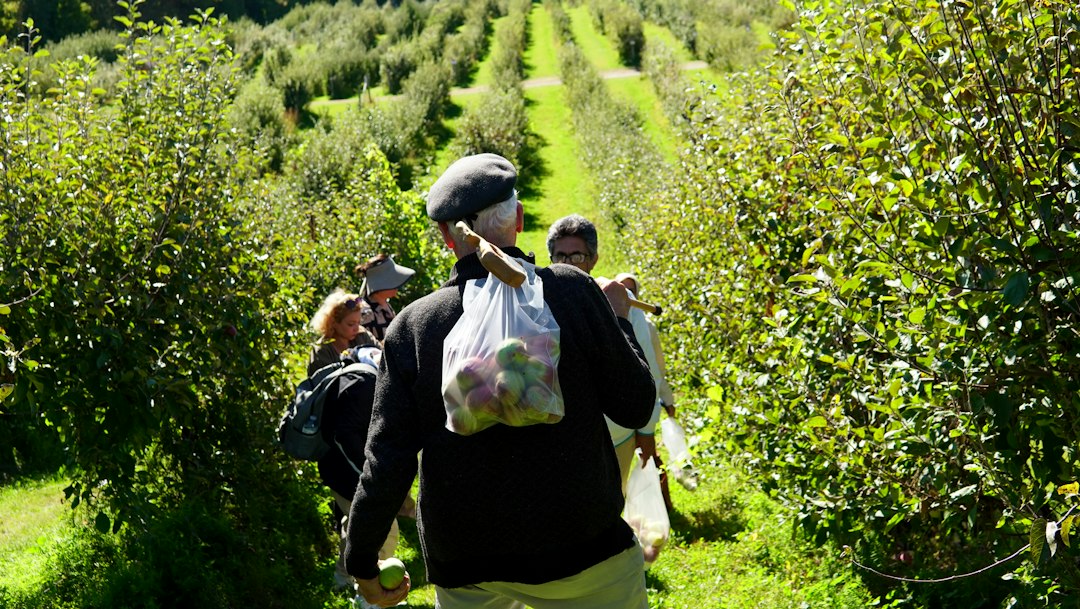 Family picking apples near a cider doughnuts stand upstate