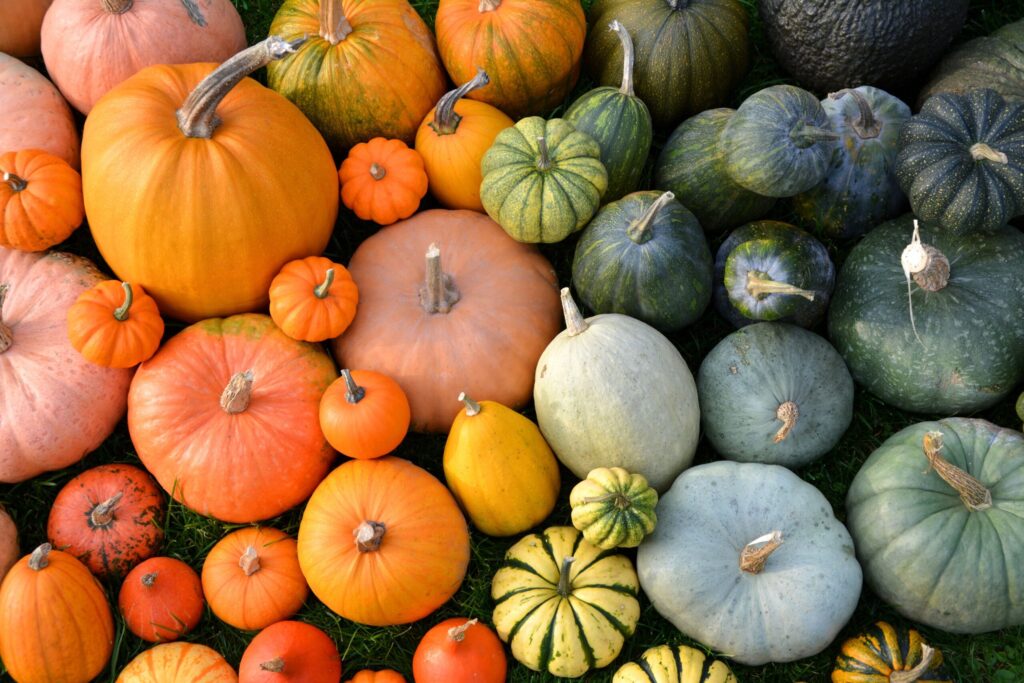 different varieties of pumpkin