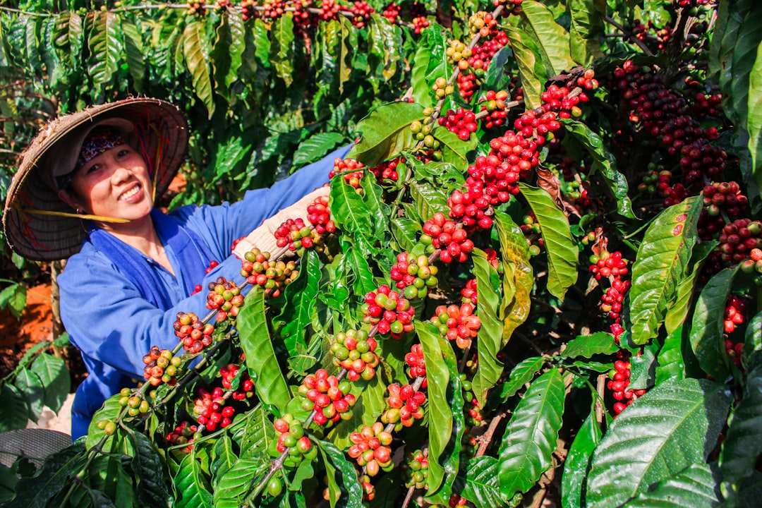 A coffee farmer hand-picking ripe red cherries on a single-origin coffee farm at high altitude