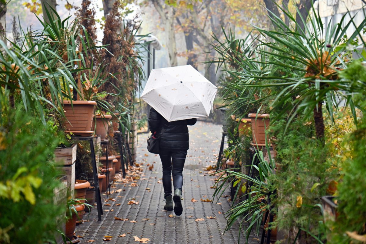 Un visiteur avec un parapluie fait une pause pour admirer les hortensias de Tokyo dans un jardin luxuriant de la ville par une matinée pluvieuse de juin.