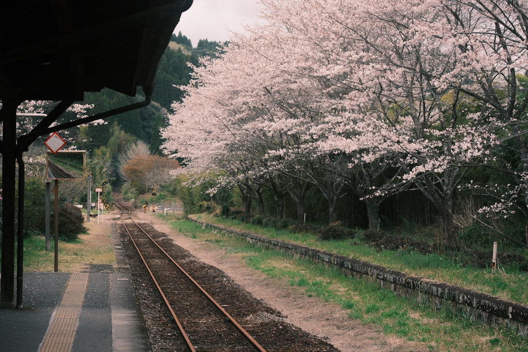 Un viajero se prepara para un viaje de un día para ver la nemophila en el andén de una estación de tren de Tokio, listo para partir hacia Hitachi Seaside Park