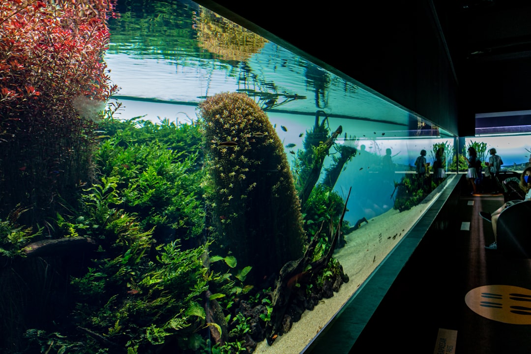 lumières colorées et aquariums, découverte de l'Art Aquarium Museum, l'un des aquariums les plus insolites de Tokyo pour les enfants