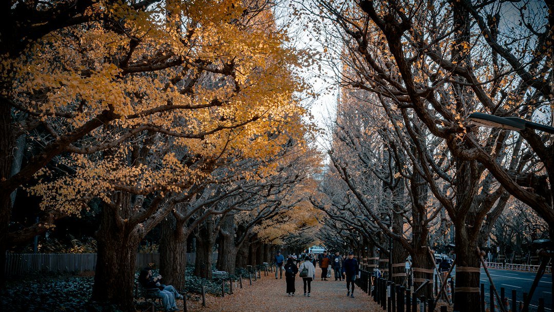 uma avenida de ginkgo dourado durante a temporada de caminhadas nos parques de Tóquio, cercada por cores quentes de outono em um parque da cidade.