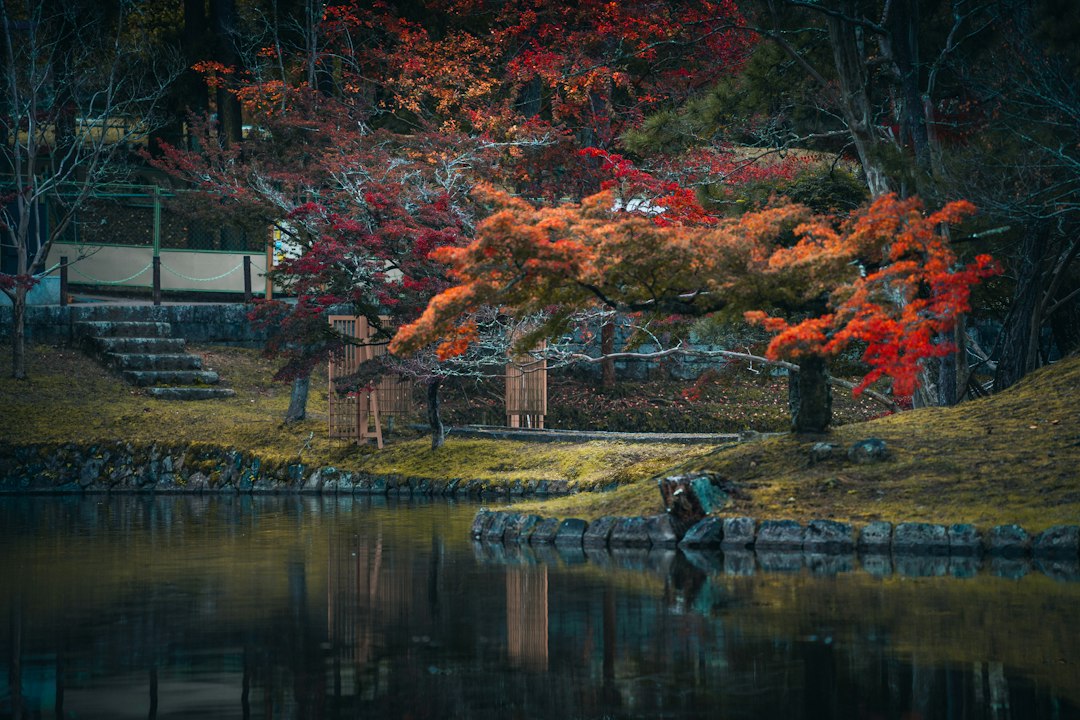 um lago de carpas durante um circuito de caminhada nos parques de Tóquio, fazendo uma pausa para admirar a folhagem sazonal refletida na água parada.