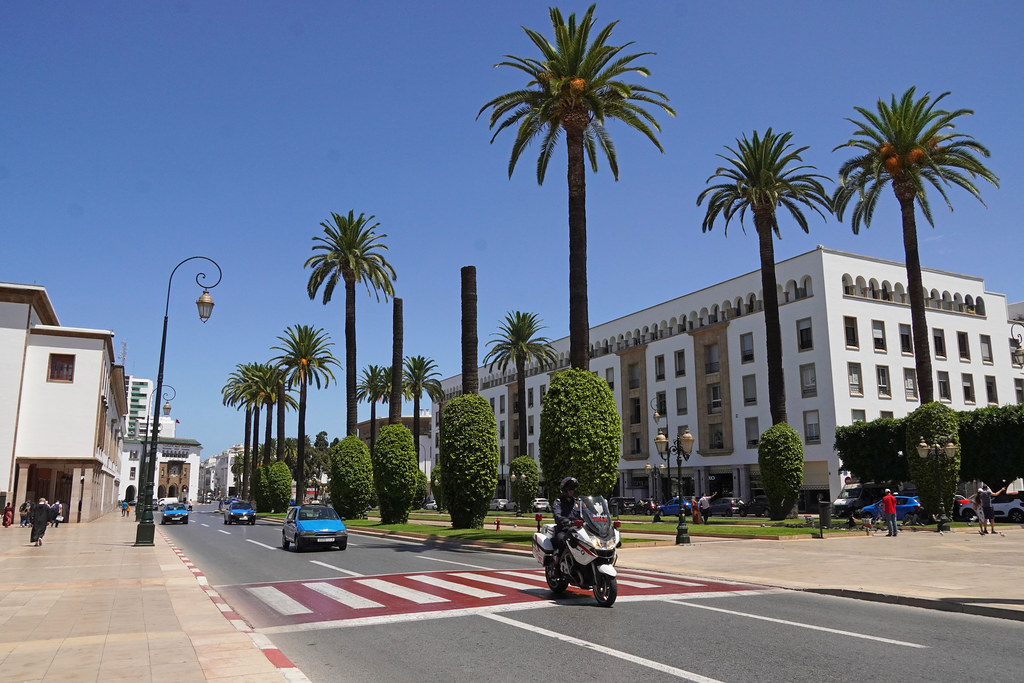 Washingtonia Palms Rabat