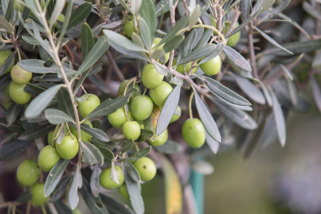 albero-di-ulivo-marocchino