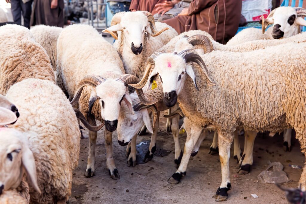 Sheep for sale at a Moroccan livestock market ahead of Eid al-Adha 2026 1