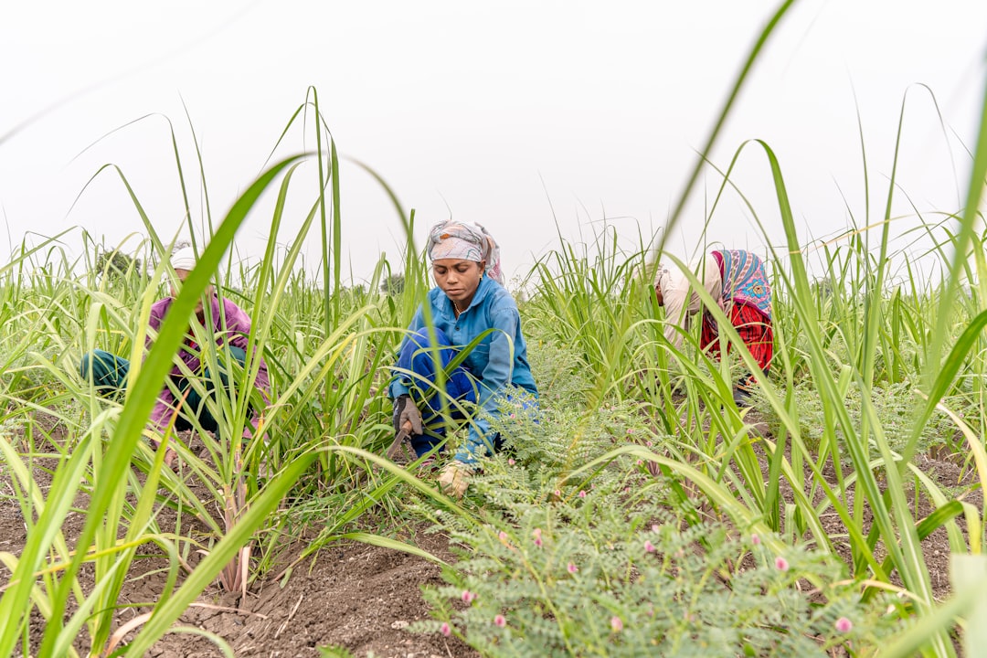 Two members of a women cooperative harvest saffron flowers in a field in the Draa-Tafilalet region of Morocco