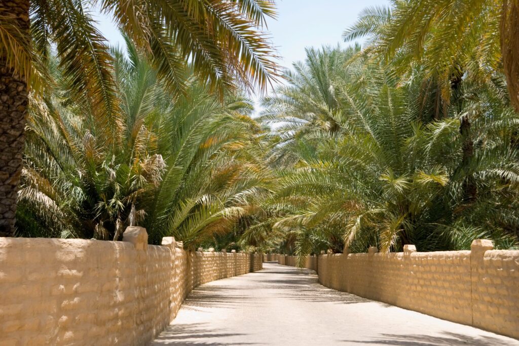 DUBAIwebzine travels Al Ain Oasis Garden City Heritage Experience