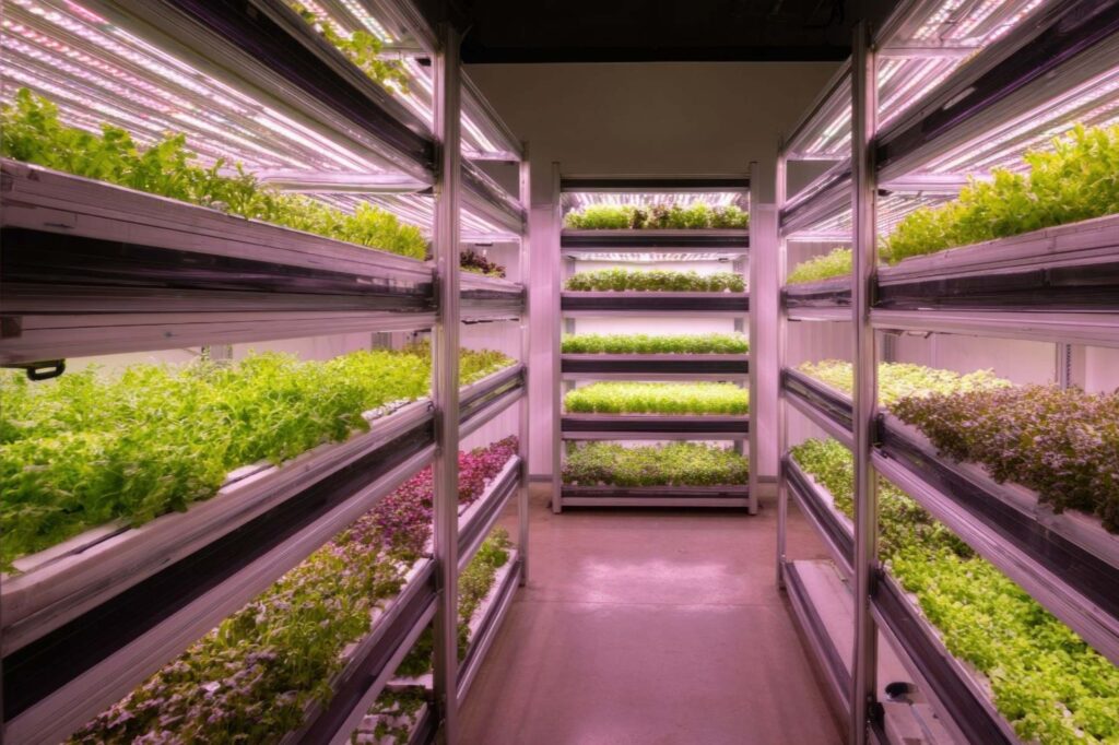 Hydroponic lettuce growing in vertical farm greenhouse farm-to-table fresh organic sustainable