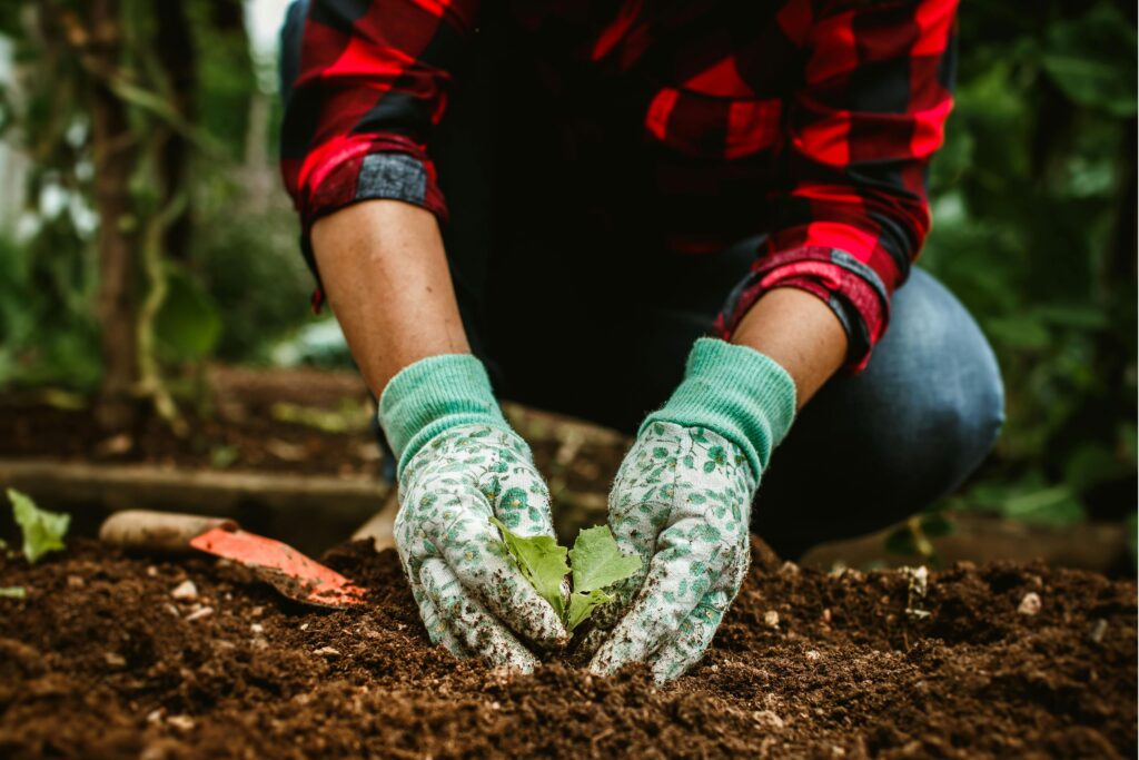 Mujer plantando verduras jardín jardinería de otoño Dubái