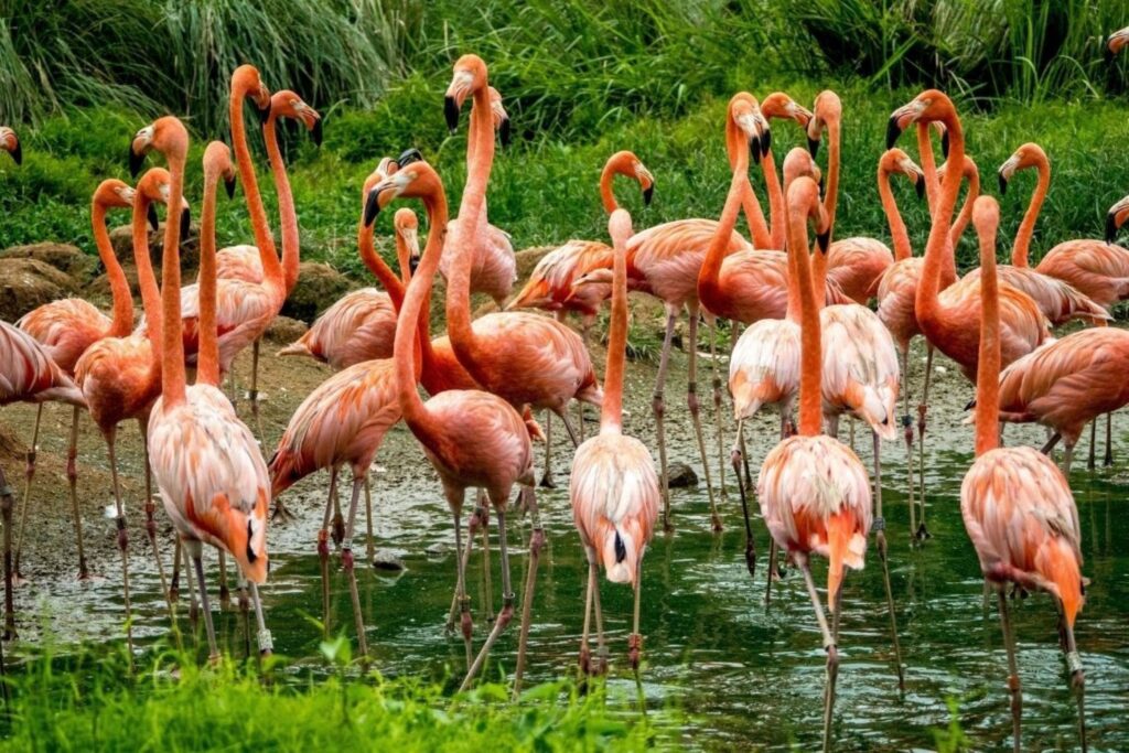 Flamingos standing in shallow water among green vegetation with pink plumage and long curved necks.