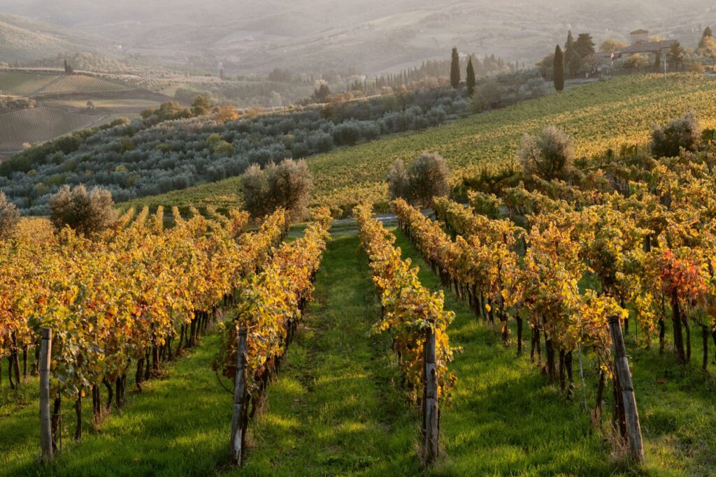 Tuscan vineyards transform into golden masterpieces each fall