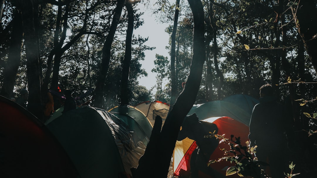 A group of friends gathered together at an open-air cinema in a forest setting during a European summer festival