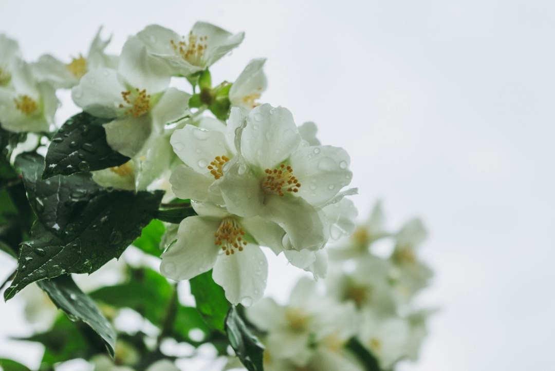 Perfumer blending jasmine linked to new EU fragrance allergens rules